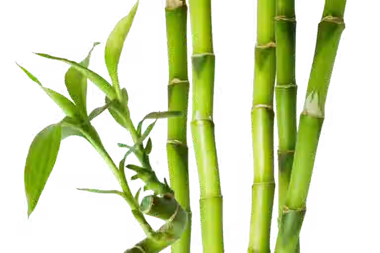 Бамбук