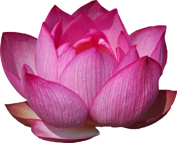 Квітка лотоса