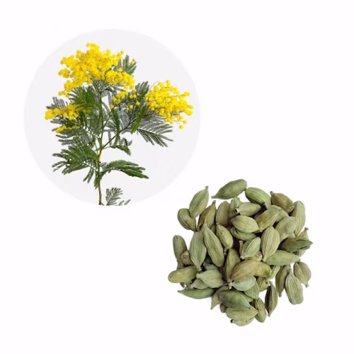 Мімоза, Кардамон