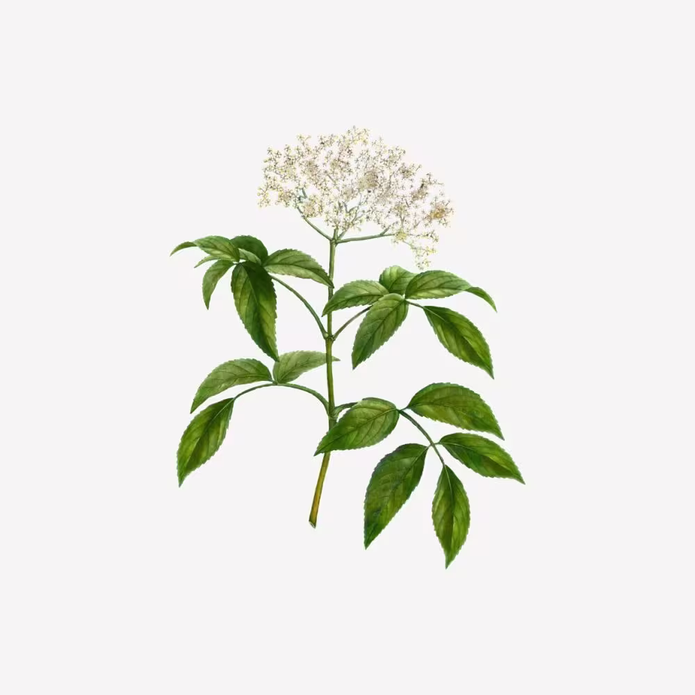 Білий мускус